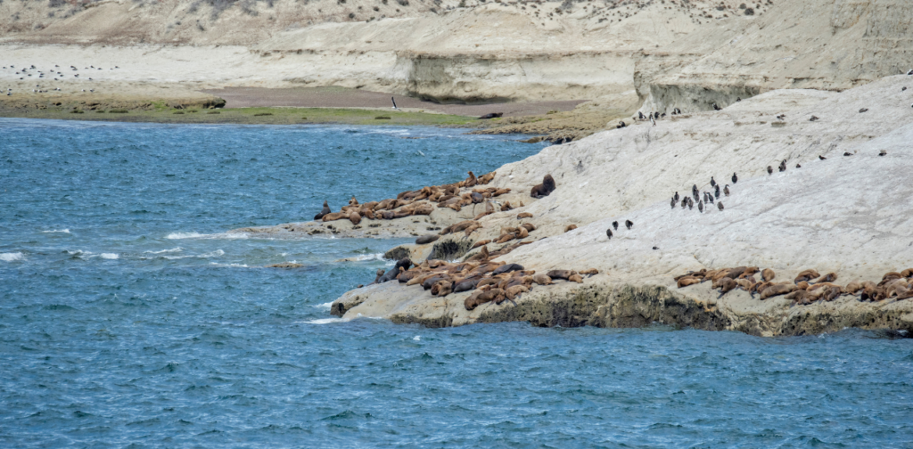 Península-Valdés-Roteir-Punta-Loma