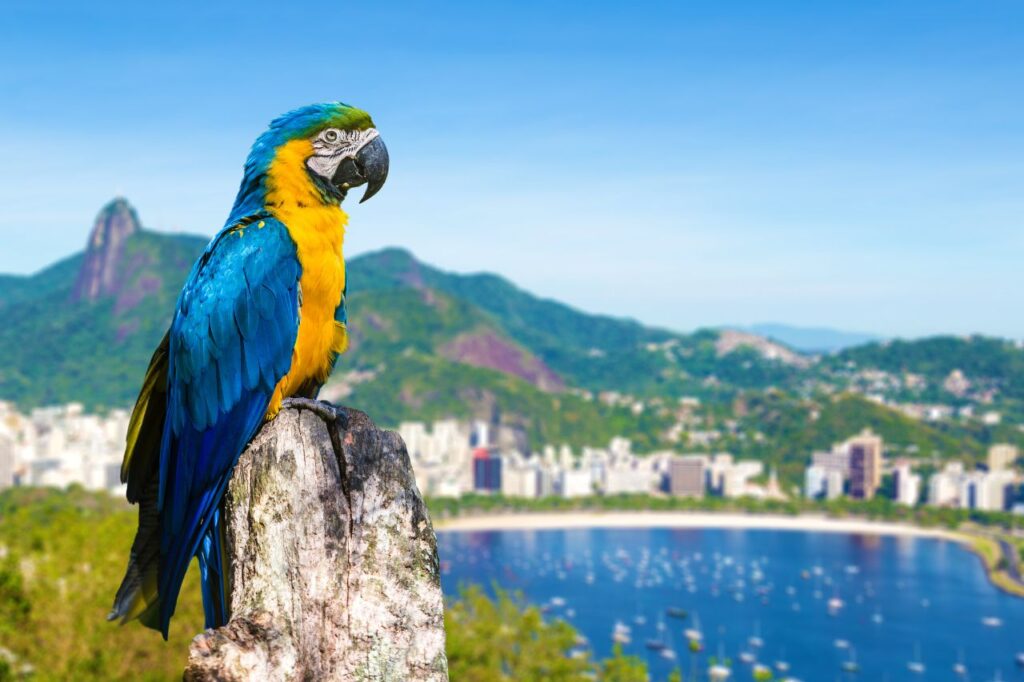  Rio de Janeiro