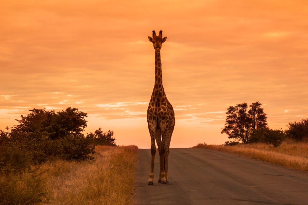 Para onde viajar em Fevereiro no Exterior? África do Sul. Fonte: Canva