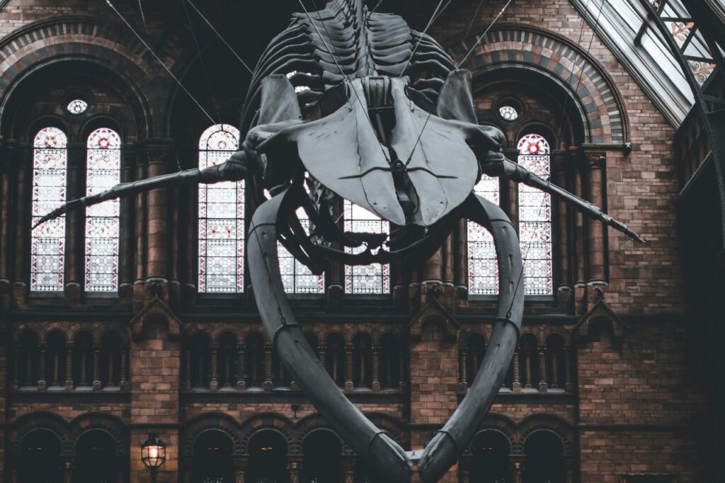 Museus gratuitos em Londres: Natural History Museum